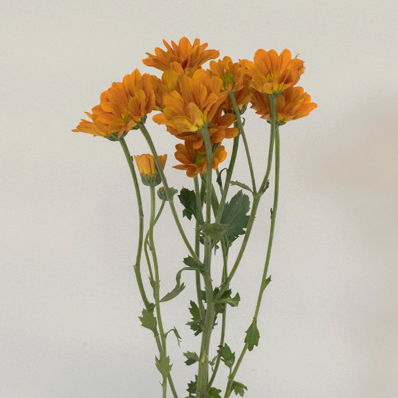 Tangerine Mini Daisy Flower Stem - Image