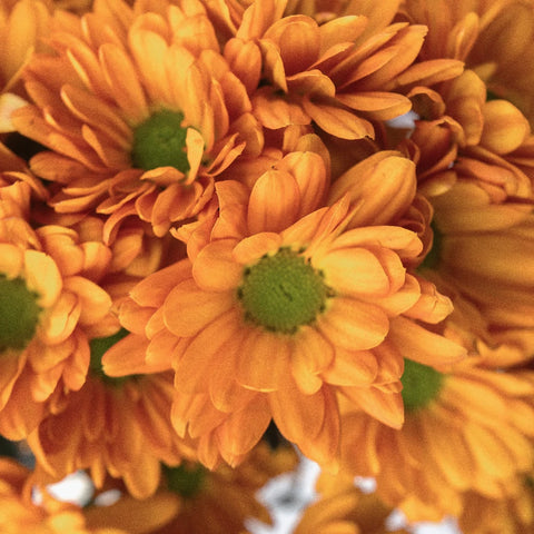 Tangerine Orange Wedding Daisy Flower Close Up - Image