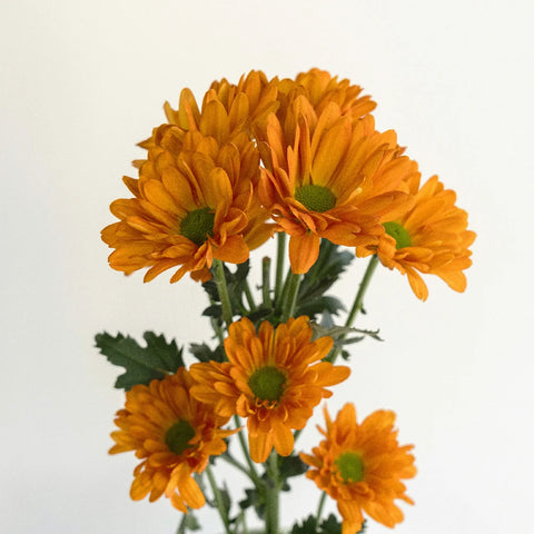 Tangerine Orange Wedding Daisy Flower Stem - Image