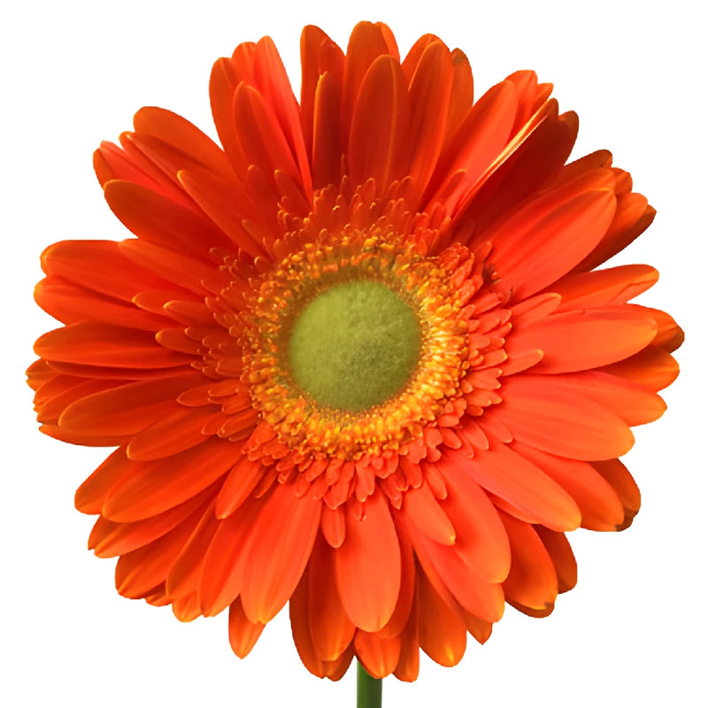 Tangerine Gerbera Daisy