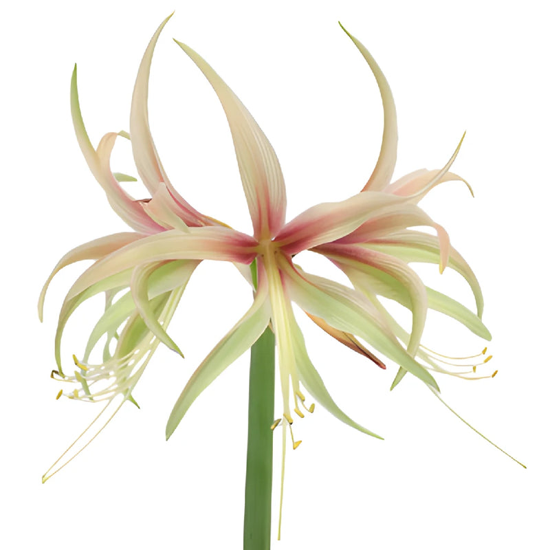 Mini Tango Amaryllis Flowers