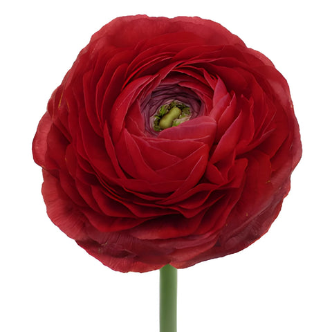 Fire Red Italian Cloony Ranunculus