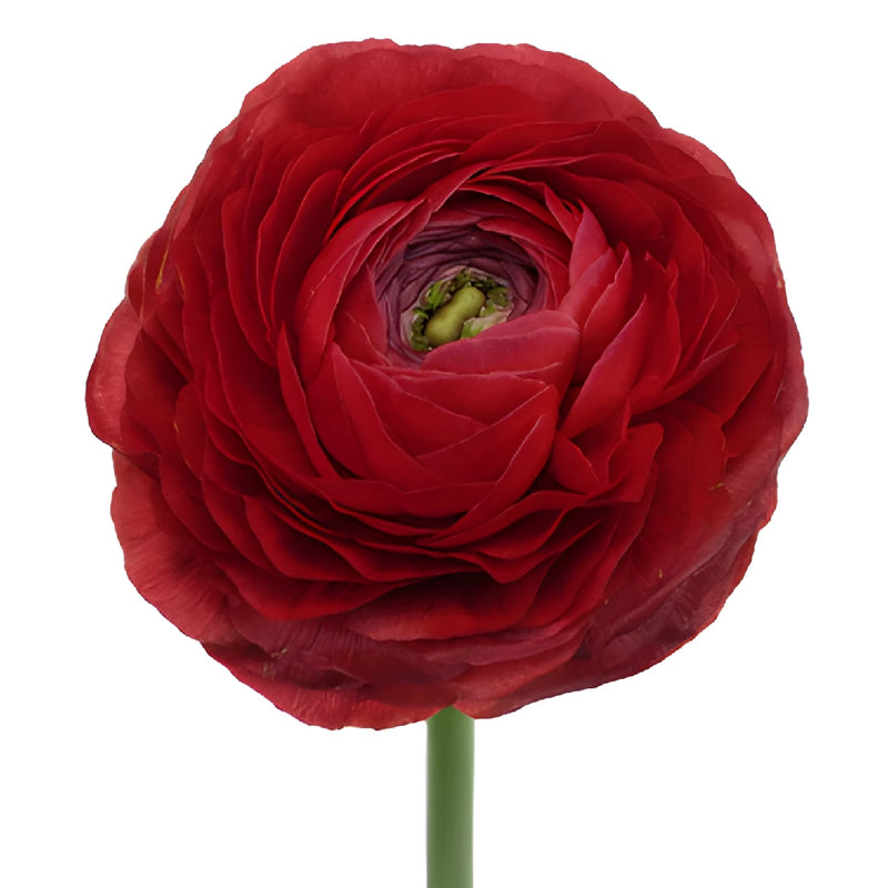 Fire Red Italian Cloony Ranunculus