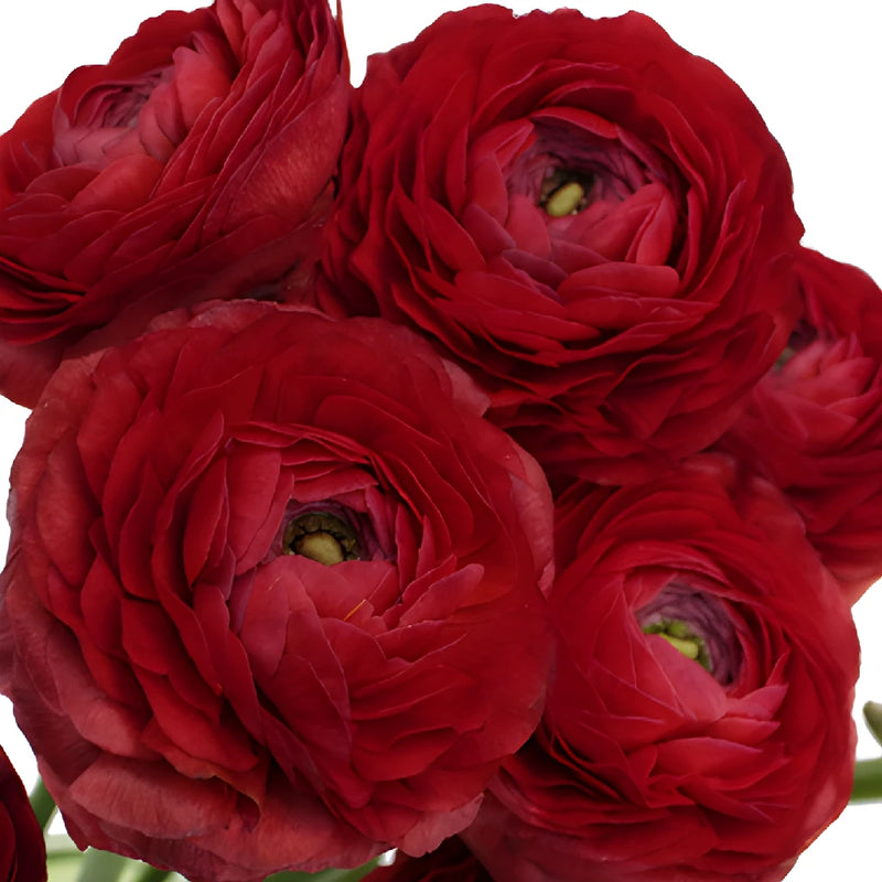 Fire Red Italian Cloony Ranunculus