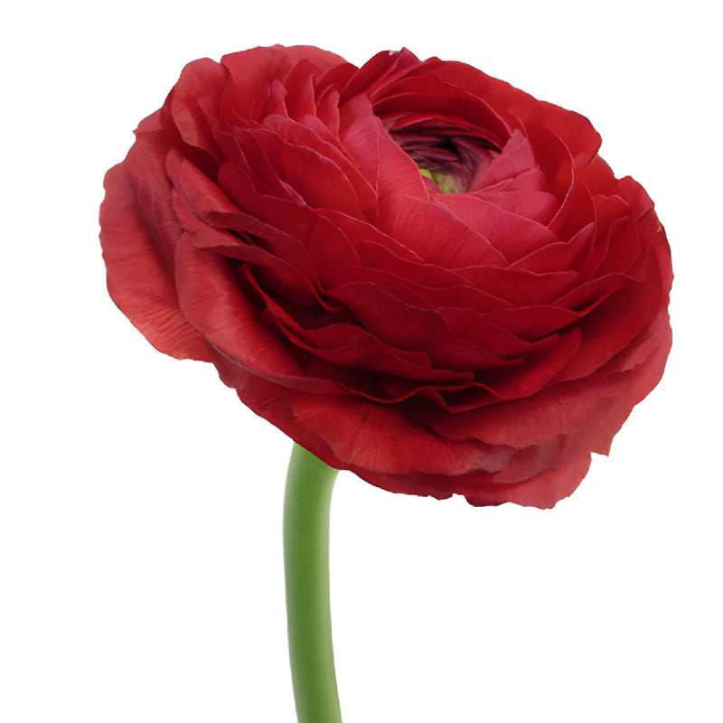 Fire Red Italian Cloony Ranunculus