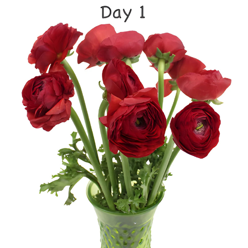 Fire Red Italian Cloony Ranunculus