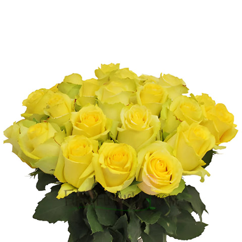 Yellow Tara Roses