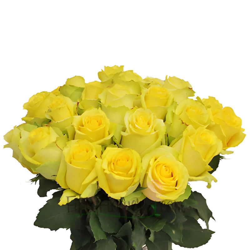 Yellow Tara Roses