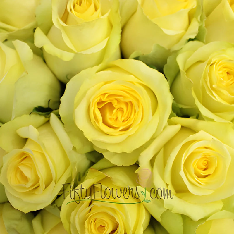 Yellow Tara Roses