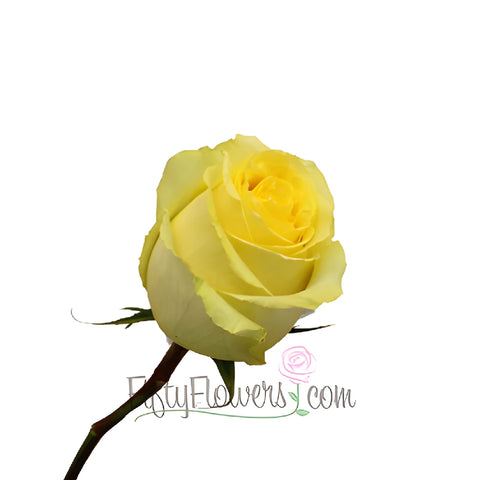 Yellow Tara Roses