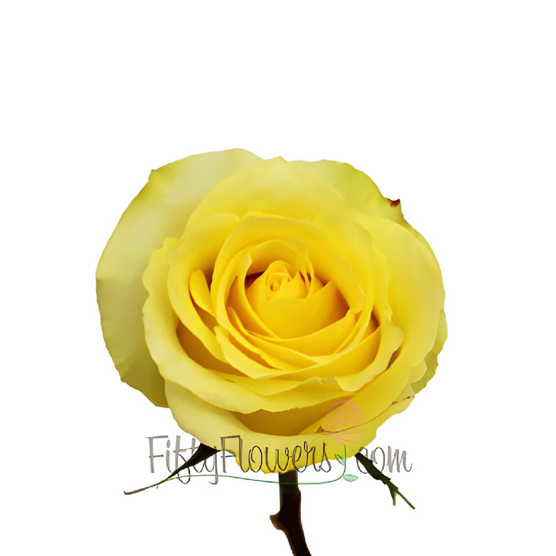 Yellow Tara Roses