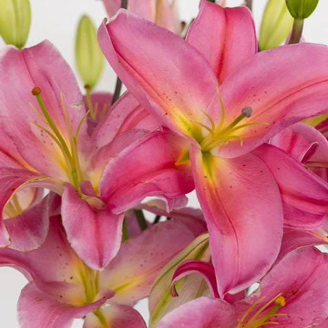 Tarango Watermelon Pink Oriental Lily Close Up - Image