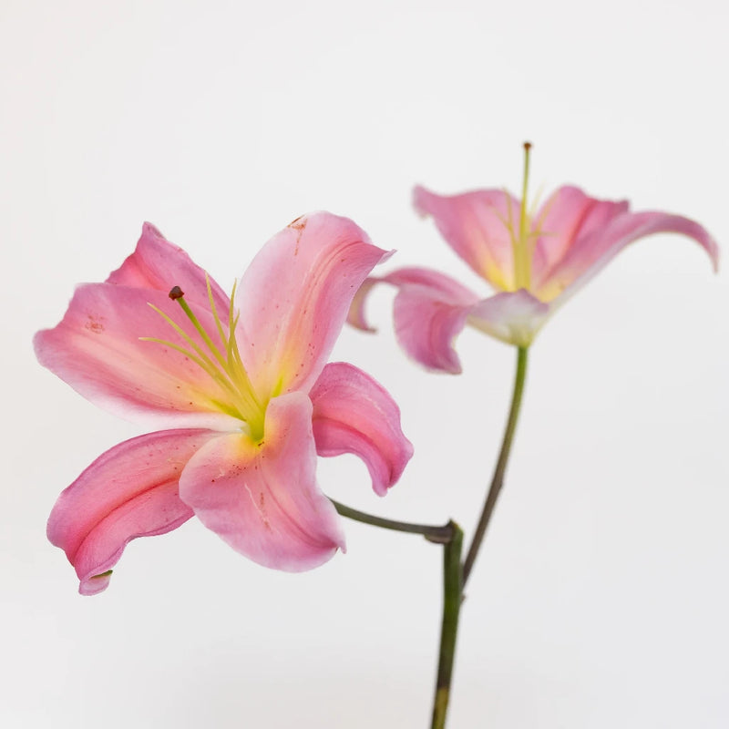 Tarango Watermelon Pink Oriental Lily Stem - Image