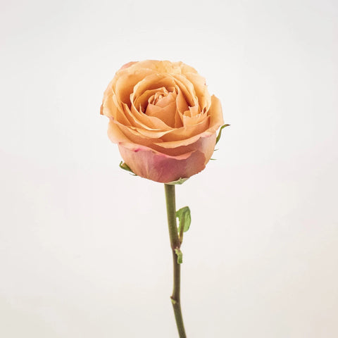 Taxo Orange Rose Stem