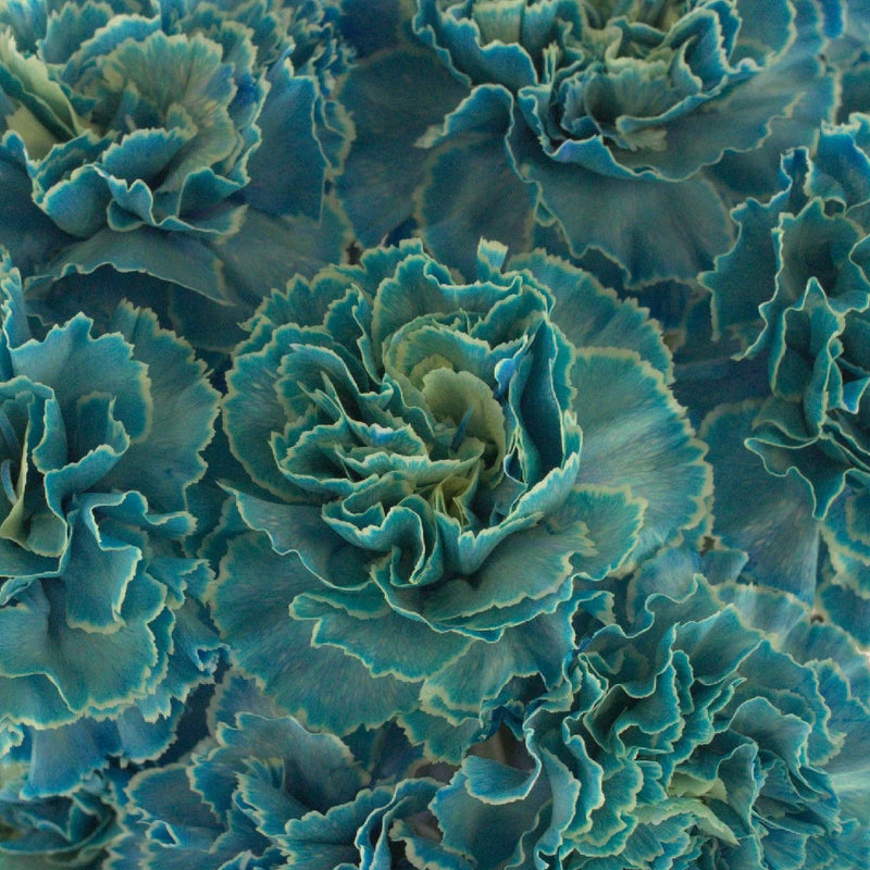 Teal Coral Carnation Flower Close Up - Image