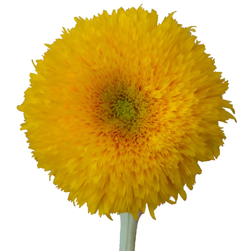 Teddy Bear Bulk Sunflowers
