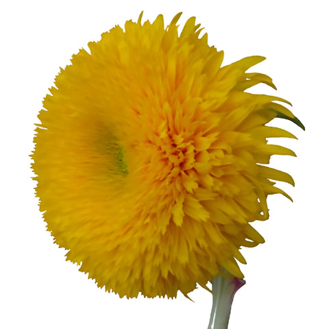 Teddy Bear Bulk Sunflowers