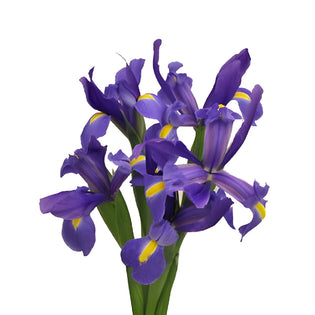 Violet Blue Iris Flowers