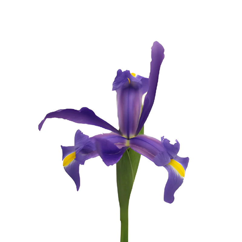 Violet Blue Iris Flowers