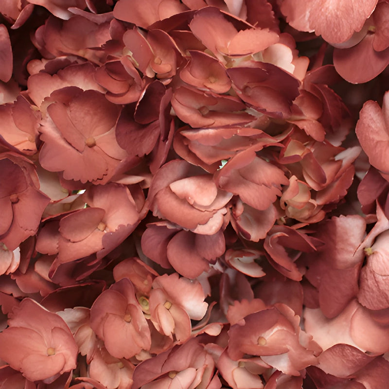 Terra Cotta Hydrangea Wholesale Flower Up Close