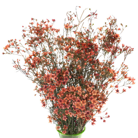 Spanish Orange Tinted Wax Flowers May to November Delivery