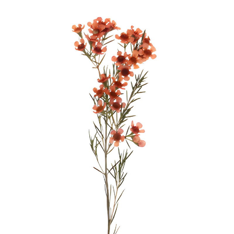 Spanish Orange Tinted Wax Flowers May to November Delivery
