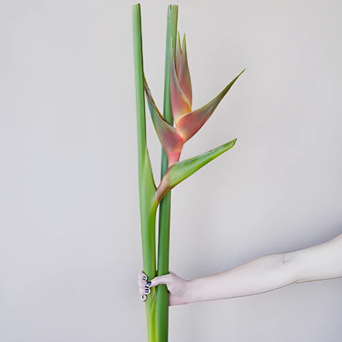 Blended Sangria Heliconia Flower