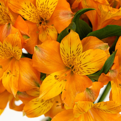 Terracotta Orange Peruvian Lily Flower Close Up - Image