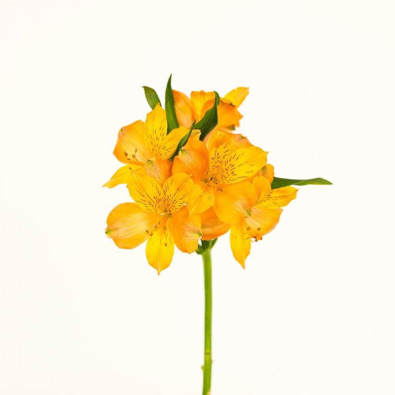 Terracotta Orange Peruvian Lily Flower Stem - Image