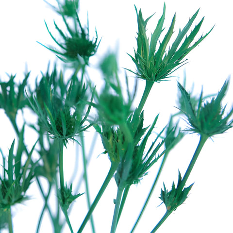 Pine Green Tinted Thistle Flowers