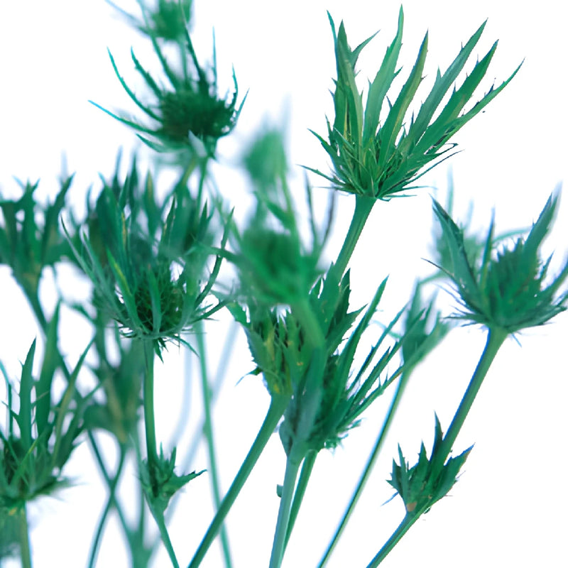 Pine Green Tinted Thistle Flowers