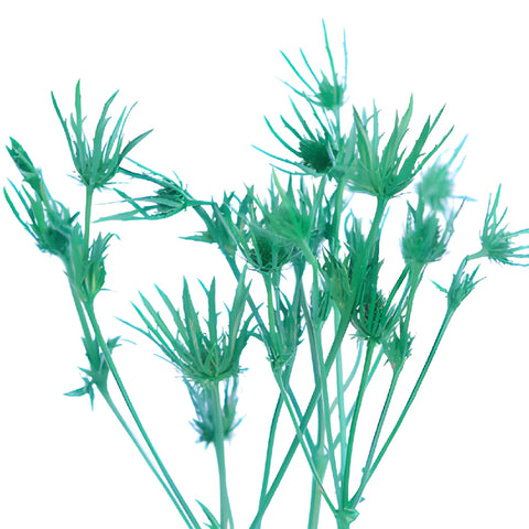 Pine Green Tinted Thistle Flowers