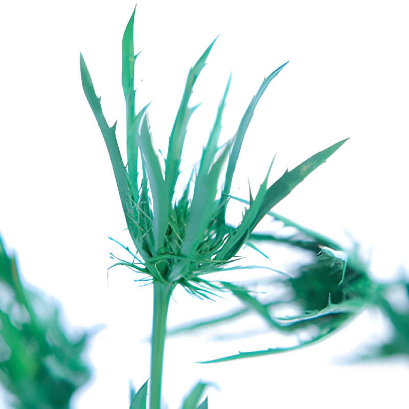 Pine Green Tinted Thistle Flowers