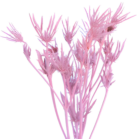 Pink Tinted Thistle Flowers
