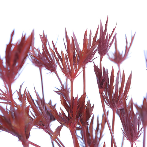 Red Tinted Thistle Flowers