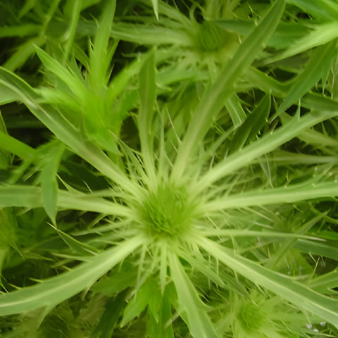 Lime Green Tinted Thistle Flowers