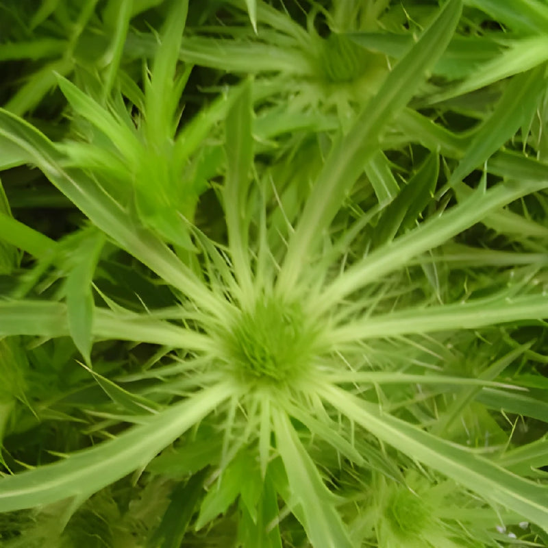 Lime Green Tinted Thistle Flowers