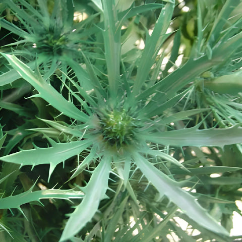 Pine Green Tinted Thistle Flowers