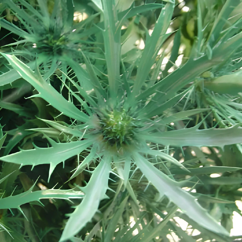 Pine Green Tinted Thistle Flowers