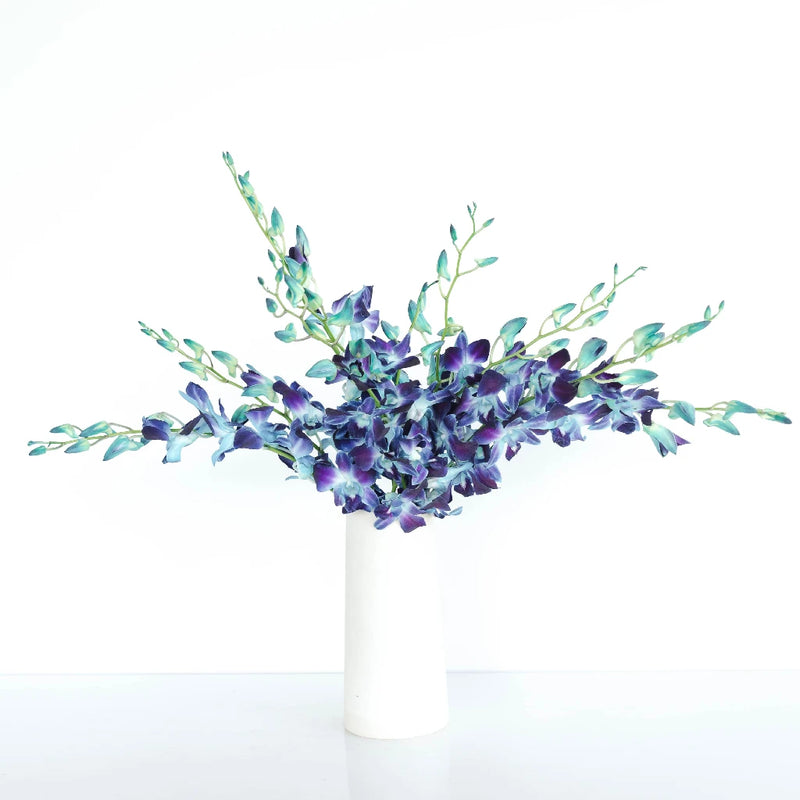 Tie Dye Dendrobium Orchids Express Delivery Vase - Image