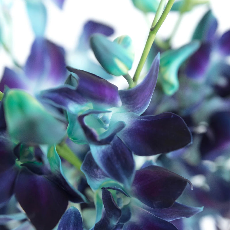 【割引クーポン付】Danielle Navy Flower x Lilac  M