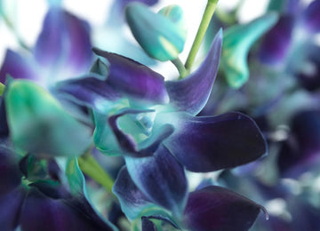 Tie Dye Dendrobium Orchids Close Up - Image