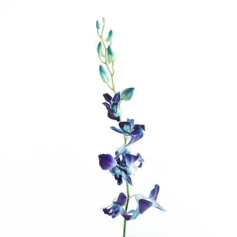 Tie Dye Dendrobium Orchids Stem - Image