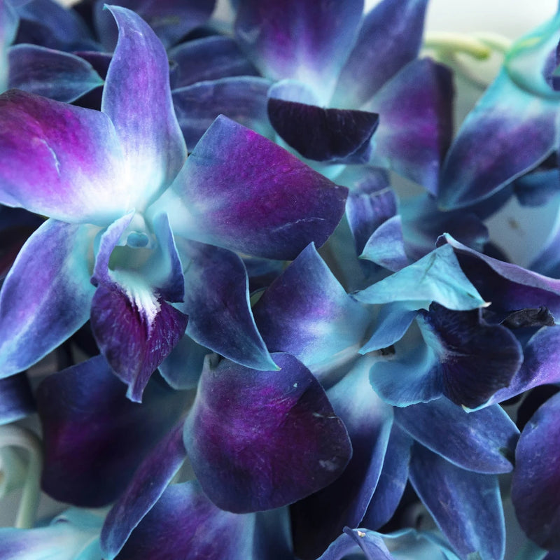 Tie Dyed Loose Orchid Blooms Close Up - Image