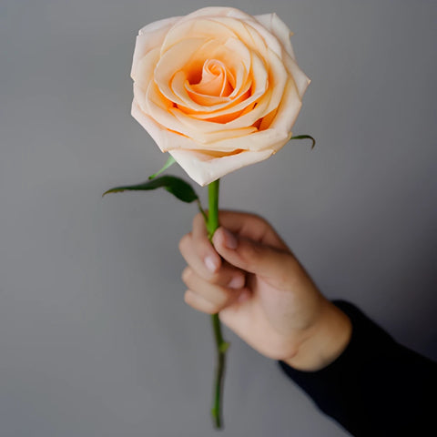 Honey Bella Peach Rose