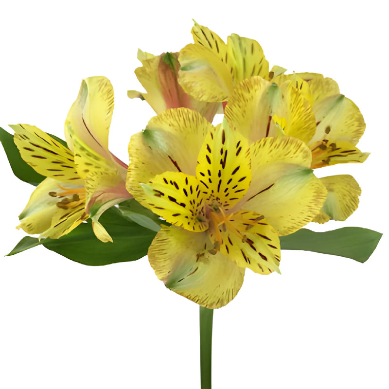 Tiger Stripe Peruvian Lilies Alstromeria Flowers Stem View