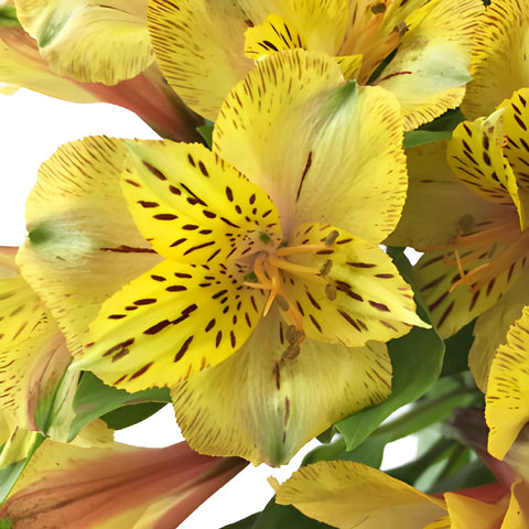 Tiger Stripe Peruvian Lilies Alstromeria Flowers Up Close