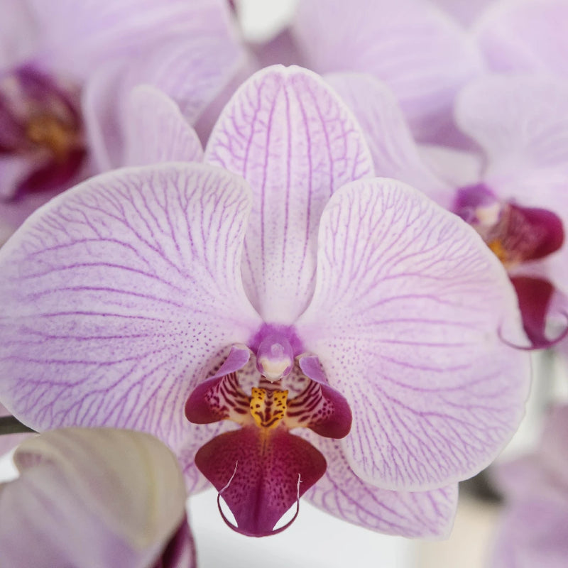 Tiger Striped Purple Orchids Close Up - Image