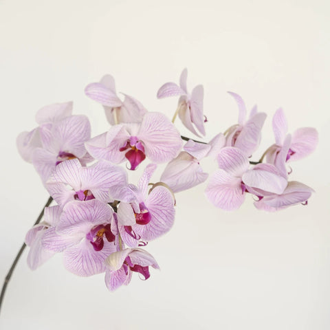 Tiger Striped Purple Orchids Stem - Image