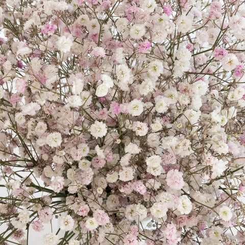 Tint Angel Pink Airbrushed Baby's Breath Flower Close Up - Image